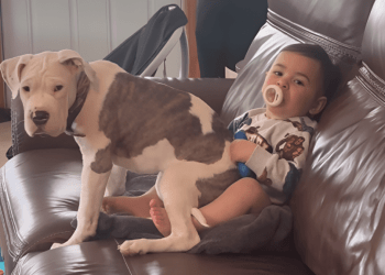 Dog Sits on Baby’s Lap & Makes Him Giggle With Happiness