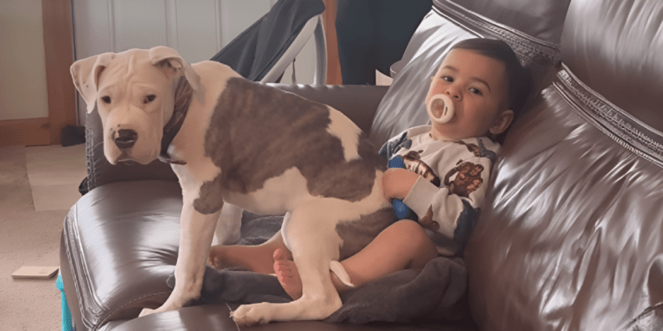 Dog Sits on Baby’s Lap & Makes Him Giggle With Happiness
