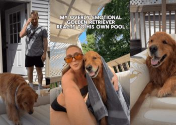 ‘Overly Emotional’ Golden Retriever’s Reaction to New Pool Goes Viral