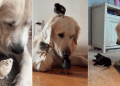 Golden Retriever Nods When Mom Asks if He Needs a Baby, Then Does This