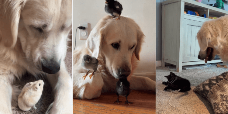 Golden Retriever Nods When Mom Asks if He Needs a Baby, Then Does This