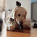 Golden Retriever Nods When Mom Asks if He Needs a Baby, Then Does This