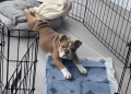Bulldog Puppy Melts Hearts by Doing ‘Morning Yoga’