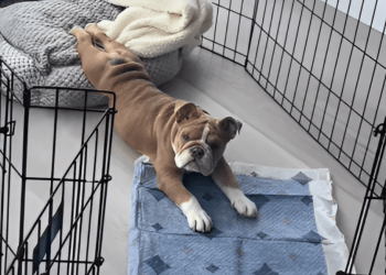 Bulldog Puppy Melts Hearts by Doing ‘Morning Yoga’