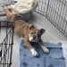 Bulldog Puppy Melts Hearts by Doing ‘Morning Yoga’
