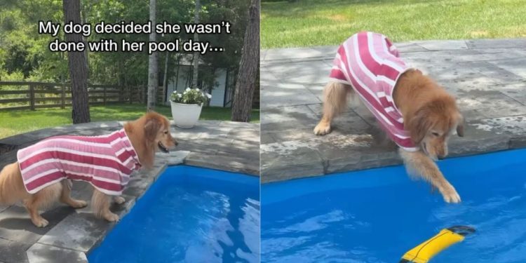 Golden Retriever Is Not Done With Pool Day as She Gets Back In