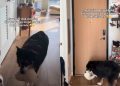 Senior Dog Stands at the Door With His Toy, Waiting for Puppy To Come Home