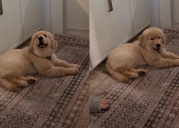 Golden Retriever Puppy Is Happiest When He’s Included in Everything