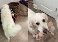 Golden Retriever Hears Little Baby Wake Up but Still Watches From Safe Distance