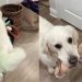 Golden Retriever Hears Little Baby Wake Up but Still Watches From Safe Distance