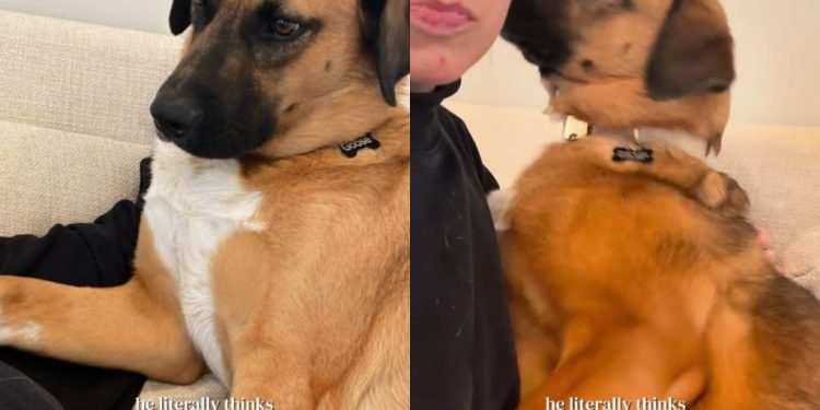 Rescue Dog Clings to Mom Like a Little Baby, Afraid She Is Abandoning Him