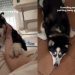 Protective Husky Has Become Pregnant Owner’s Constant Shadow