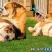 Dogs Absolutely Love to Bask in Sun Together