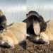 Guardian Dog Snoozes as Farm Friend Tries Hard to Wake Him