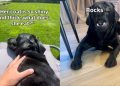 Labrador’s ‘Balanced Diet’ Doesn’t Necessarily Involve Food