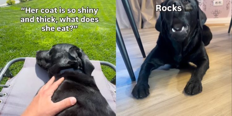 Labrador’s ‘Balanced Diet’ Doesn’t Necessarily Involve Food