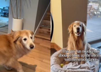 Golden Retriever’s ‘Senior Dance’ Wows the Internet