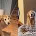 Golden Retriever’s ‘Senior Dance’ Wows the Internet