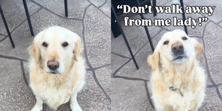 Dog’s Reaction When Mom Exposes His ‘Biggest Fear’ Is Priceless