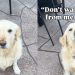 Dog’s Reaction When Mom Exposes His ‘Biggest Fear’ Is Priceless