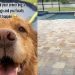 Senior Golden Retriever Gets Pool Promised to Her Years Ago