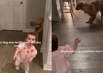 Golden Retriever Once Afraid of Baby Girl Now Shares Gentle Bond With Her