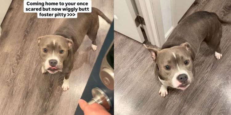 Foster Dog Once Too Scared To Trust, Now Greets Mom With Wiggles at the Door