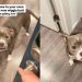 Foster Dog Once Too Scared To Trust, Now Greets Mom With Wiggles at the Door