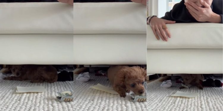 Tiny Dog Cleverly Picks Money Over Normal Piece of Paper