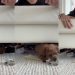 Tiny Dog Cleverly Picks Money Over Normal Piece of Paper