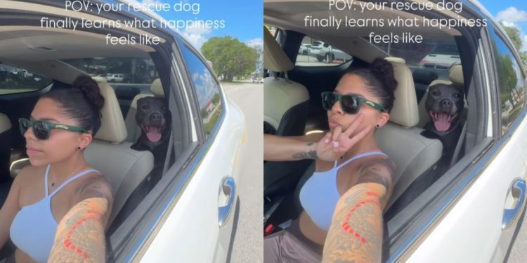 Rescue Dog Once Unsure She’d Survive Shelter Knows Happiness With ‘Hero’ Mom