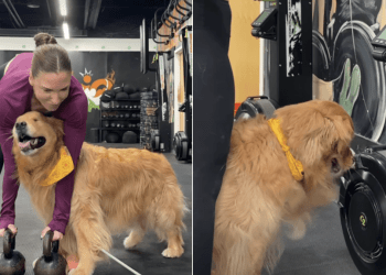Golden Retriever Wants To Be Involved in Owner’s Gym Routine