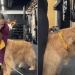 Golden Retriever Wants To Be Involved in Owner’s Gym Routine