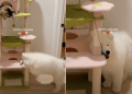 Owner Captures Samoyed Puppy Being in His ‘Cat Era’