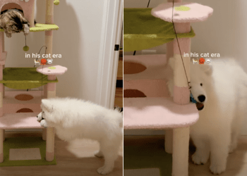 Owner Captures Samoyed Puppy Being in His ‘Cat Era’