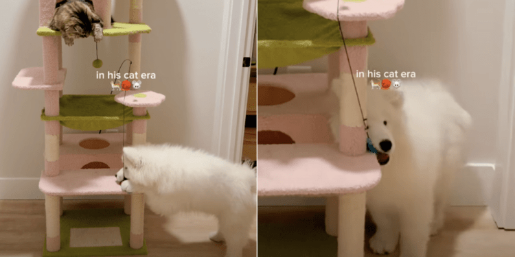 Owner Captures Samoyed Puppy Being in His ‘Cat Era’