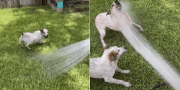Dogs Lose Control the Moment Dad Brings Out the Hose
