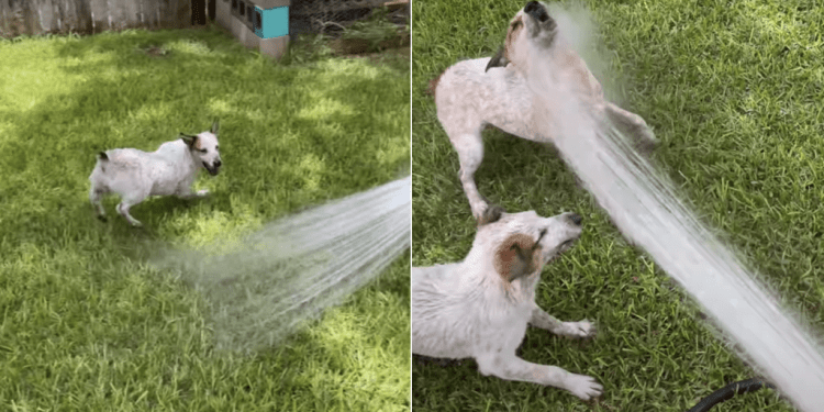 Dogs Lose Control the Moment Dad Brings Out the Hose