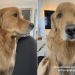 Golden Retriever Wakes ‘Shaken’ From Bad Dream & Jumps Into Mom’s Lap