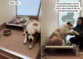 Shelter Dog Finds Comfort in Holding Hands, but Is Scared & Wants Company