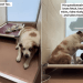 Shelter Dog Finds Comfort in Holding Hands, but Is Scared & Wants Company