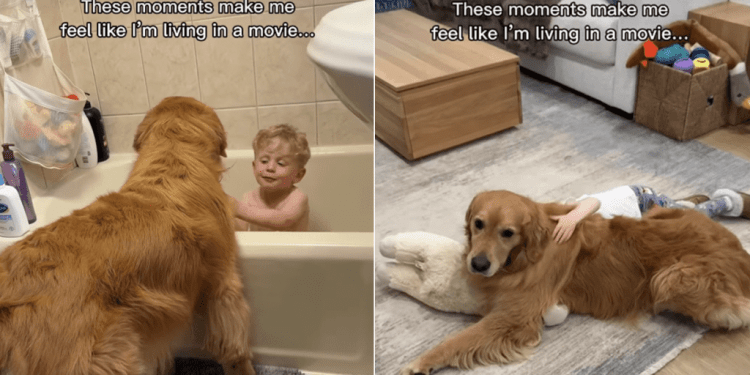 Golden Retriever’s Bond With Boy Is Straight Out of a Movie