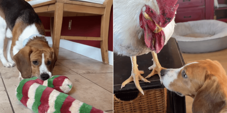 Rescue Dog Released From Cage Finds Joy in the Real World