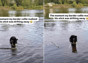 Dog Takes Quick Action Seeing Stick Drifting Away in Water