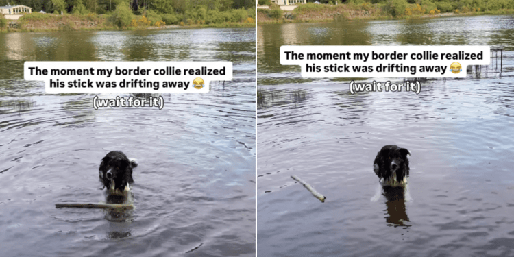 Dog Takes Quick Action Seeing Stick Drifting Away in Water