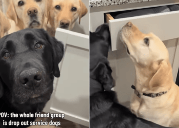 ‘Drop Out’ Service Dogs Hilariously Team up for Group Project