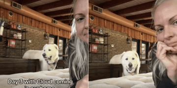 Senior Rescue Dog Learning To Trust Again Is Melting Hearts