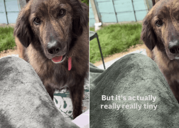 Dog Insists on Playing Fetch With Tiniest Stick She Could Find