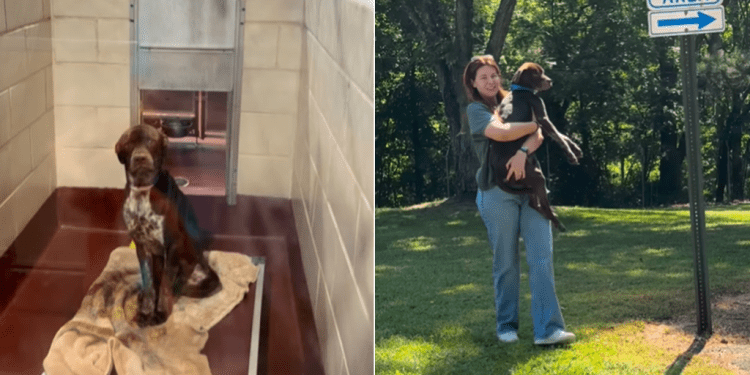 Shelter Dog Relaxes in Mom’s Arms After Adoption, Already Learning To Trust Again