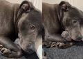 Dog Tightly Holds Her Tiny Newborn Babies Like She’s Afraid To Let Go